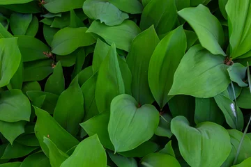 Zelfklevend Fotobehang Dark green leaves of lily of the valley. Convallaria majalis. Fibonacci spiral in nature. Copy space. Selective focus © Oleh Marchak