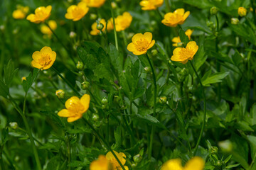 Obraz na płótnie Canvas Close-up of Ranunculus repens, the creeping buttercup, is a flowering plant in the buttercup family Ranunculaceae, in the garden