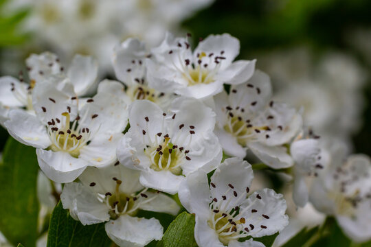 Close-up of a branch of midland hawthorn or crataegus laevigata with a blurred background photographed in the garden of herbs and medicinal plants