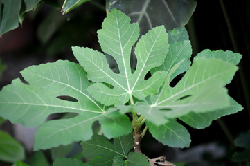 Ficus carica, fig or common fig plant or fig leaf