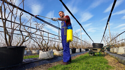 Farmer using pesticide, insecticide and herbicide sprayer sprinkler in an blueberries farm outdoors in springtime, before blooming.