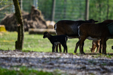 Eine süßes junges Mufflon steht neben der Herde