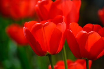 Blühende rote Tulpen