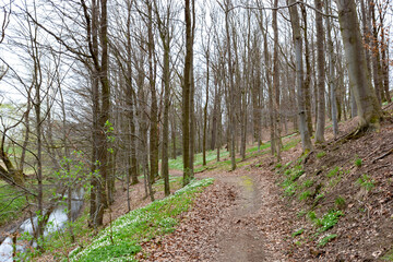 Early spring deciduous forest with flowering wood anemone