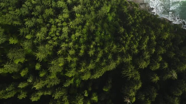 Bird's eye view flying over coastal evergreen forest, secluded beach on Oregon Coast.