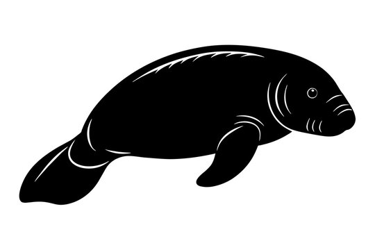 recommend clip art: manatee silhouette vector illustration