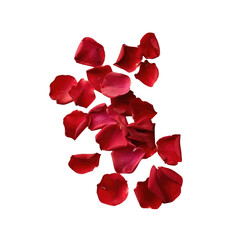 Red rose petals on transparent background