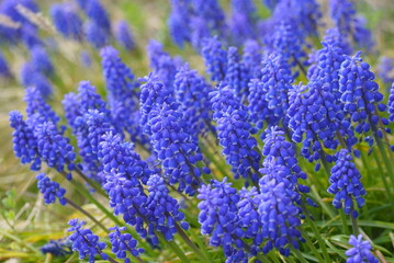 ムスカリの群生