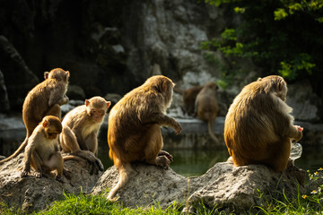 Group of Monkey sitting by the pond. The rhesus macaque.