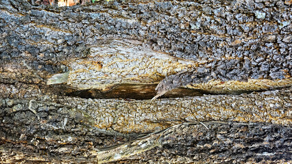 Texture of the bark on the tree. The outer covering of woody plants. Details. Image of a broken branch on a tree, Damage of a broken tree branch