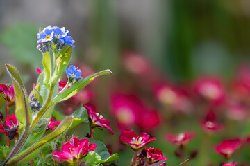 Closeup of forget-me-not flowers in a garden.