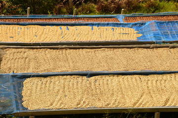 Close up of coffee beans drying in the sun           