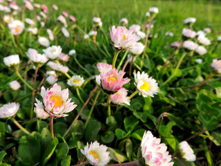 Fototapeta premium Vista lateral de flores rosadas sobre el pasto