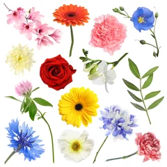 Zelfklevend Fotobehang Different beautiful flowers isolated on white, set © New Africa