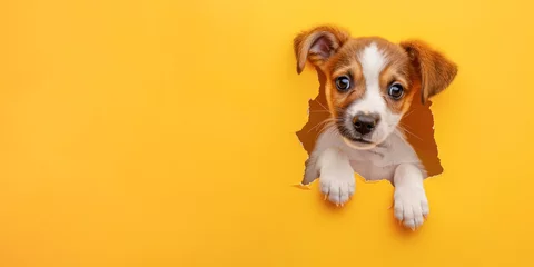 Foto op Plexiglas A heartwarming puppy pokes its head through a ripped yellow paper, embodying delight and playfulness, perfect for engaging advertising material. © julijadmi