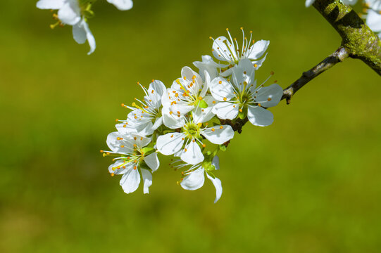 Bl&uuml;ten an einem Schlehenbaum / Schlehdorn (lat.: Prunus spinosa) im Fr&uuml;hling, Bl&uuml;hender Obstbaum