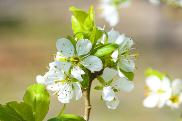 Luftige leichte helle Blüten an einem Schlehenbaum / Schlehdorn (lat.: Prunus spinosa) im...