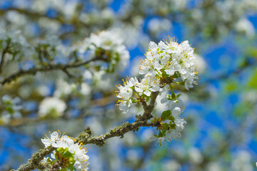 Blüten an einem Zweig eines Schlehenbaum / Schlehdorn (lat.: Prunus spinosa) im Frühling,...