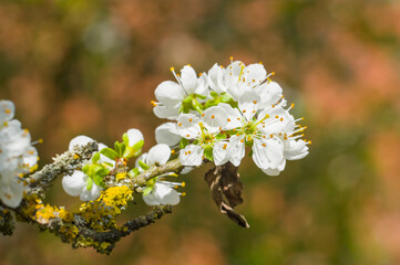 Blüten und Knospen an einem Schlehenbaum / Schlehdorn (lat.: Prunus spinosa) im Frühling,...