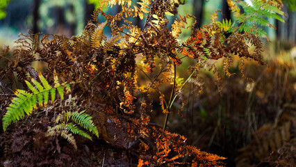 Forêt des Landes de Gascogne, dans une ambiance d'automne