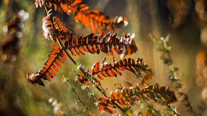 Forêt des Landes de Gascogne, dans une ambiance d'automne