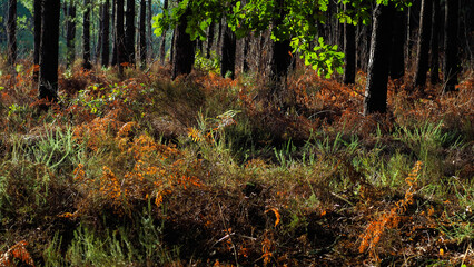 Forêt des Landes de Gascogne, dans une ambiance d'automne