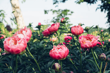 Beautiful coral pink peony flowers in full bloom in the garden. Summer natural flowery background.