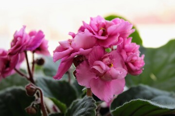 Fototapeta na wymiar Pink flowers on violet plant in spring