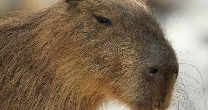 Close-up of capybara or Hydrochoerus hydrochaeris face. Capybara is the largest extant rodent in the world. High definition shot at 4K, 60 fps video footage.