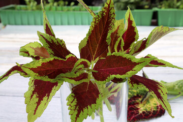 coleus shoots prepared for cuttings stand in a glass cup