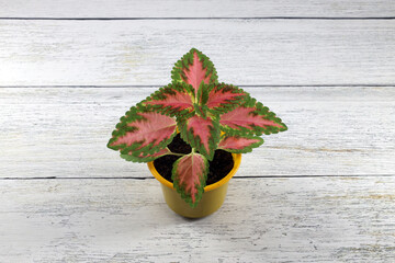 An elegant coleus with an original coloring is grown from a seed in a yellow plastic glass