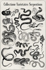 Vintage Poster, snakes set on old retro paper, latin language, vintage wall art,  24'36 inches