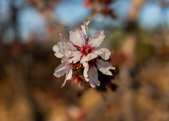 Tree flowers 