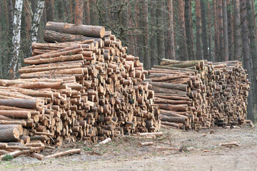 A stack of cut tree logs lies in the forest and awaits transportation. The rest of the forest in the background.