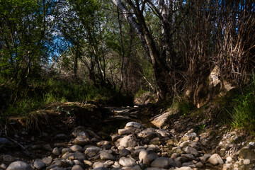 Landscape showcasing a dry stony river with trees and plants growing on the sides 