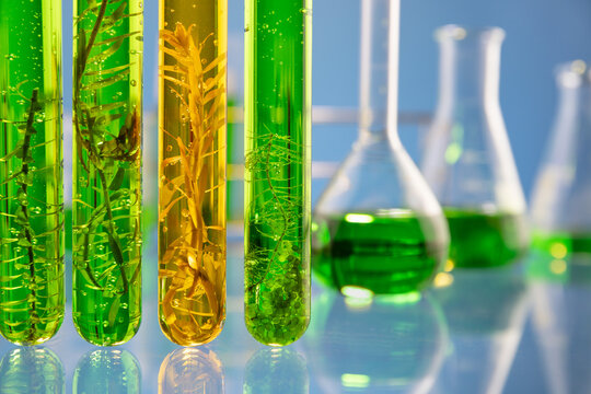 Algae fuel biofuel industry lab researching for alternative to fossil algae fuel or algal biofuel. ZERO CARBON Emission concept.
