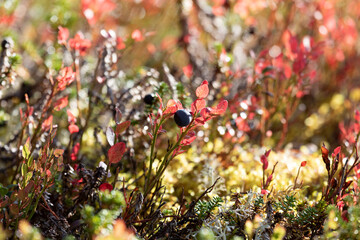 Blueberry bush with ripe berries close up - 779471909