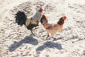 Rooster on sand. Portrait of animal farm background. Countryside landscape. Chicken farm. Brown orange color feathers. Two chicken walking freely on ground. Closeup bird. Tractor tyre imprint. 