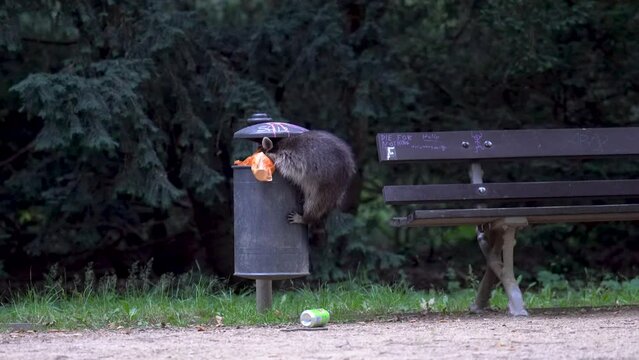 
A mother raccoon is looking for food, garbage for her babies in a trash can in a city park. Baby raccoons are waiting nearby. Dresden, Germany