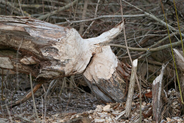 A tree felled by beavers lies on the ground