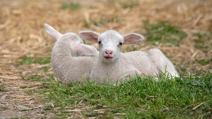 white newborn lamb lying down