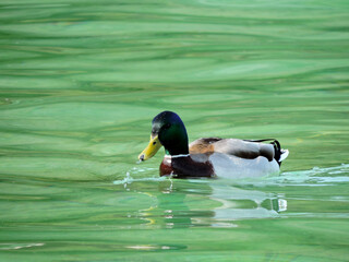Pato ánade real nadando en agua turquesa
