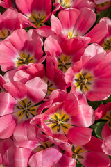 Closeup shot of many blooming beautiful vibrant pink tulip flowers