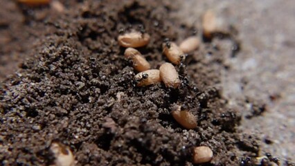 Macro Shot Of Large Black Ants Caring For Their Eggs