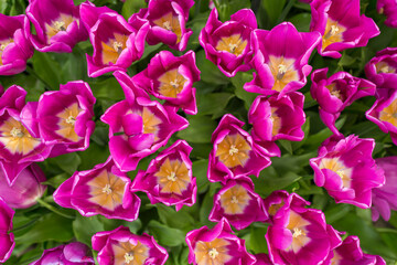Obraz na płótnie Canvas Closeup shot of many blooming beautiful vibrant pink yellow tulip flowers