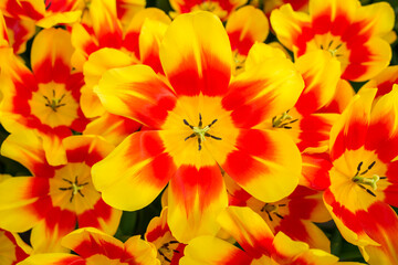 Closeup shot of many blooming beautiful vibrant yellow orange tulip flowers