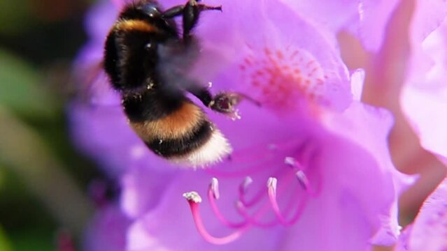 Bumblebee Pollinating Pink Flower In The Garden. closeup, slow motion