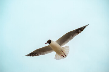 Fototapeta premium Black-headed Gull (Larus ridibundus) in flight on the sky