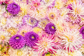Closeup shot of many blooming beautiful vibrant dahlia flowers
