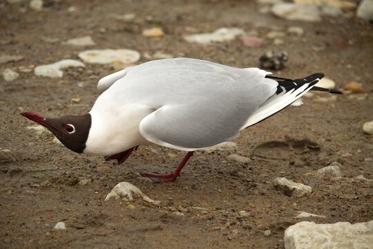 A black-headed gull -Chroicocephalus ridibundus